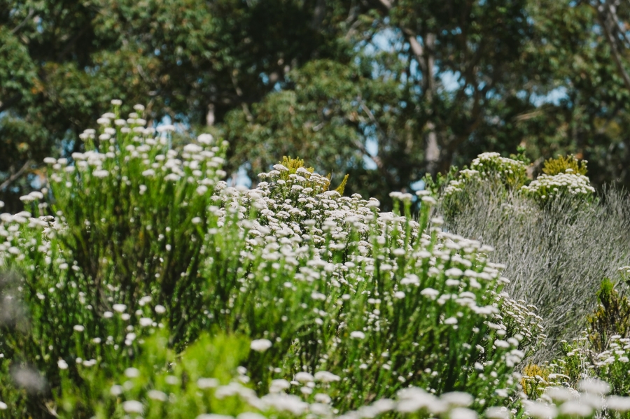 0 Bedroom Property for Sale in Pezula Private Estate Western Cape